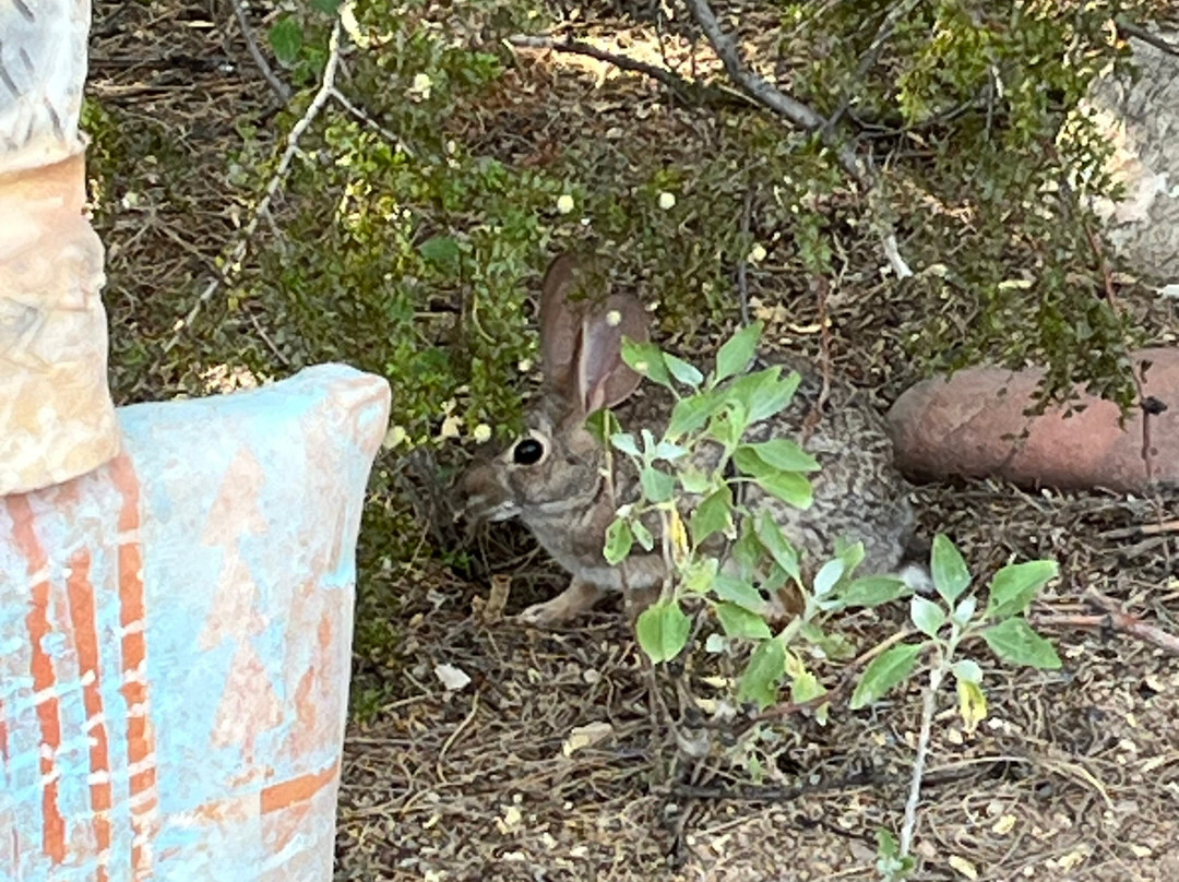 Tohono Chul-图森必去景点
