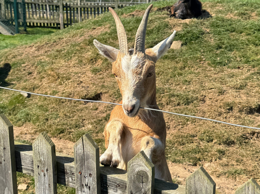 The Ark Open Farm-Newtownards必去景点