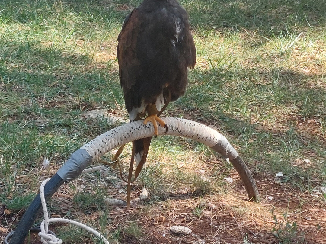 Sokolarski Raptor Centre-希贝尼克必去景点