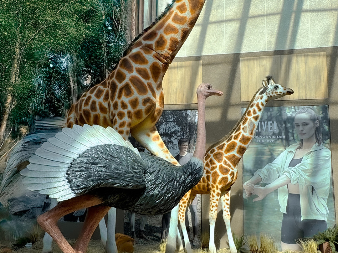 Porto Belo Outlet Premium-Porto Belo必去景点