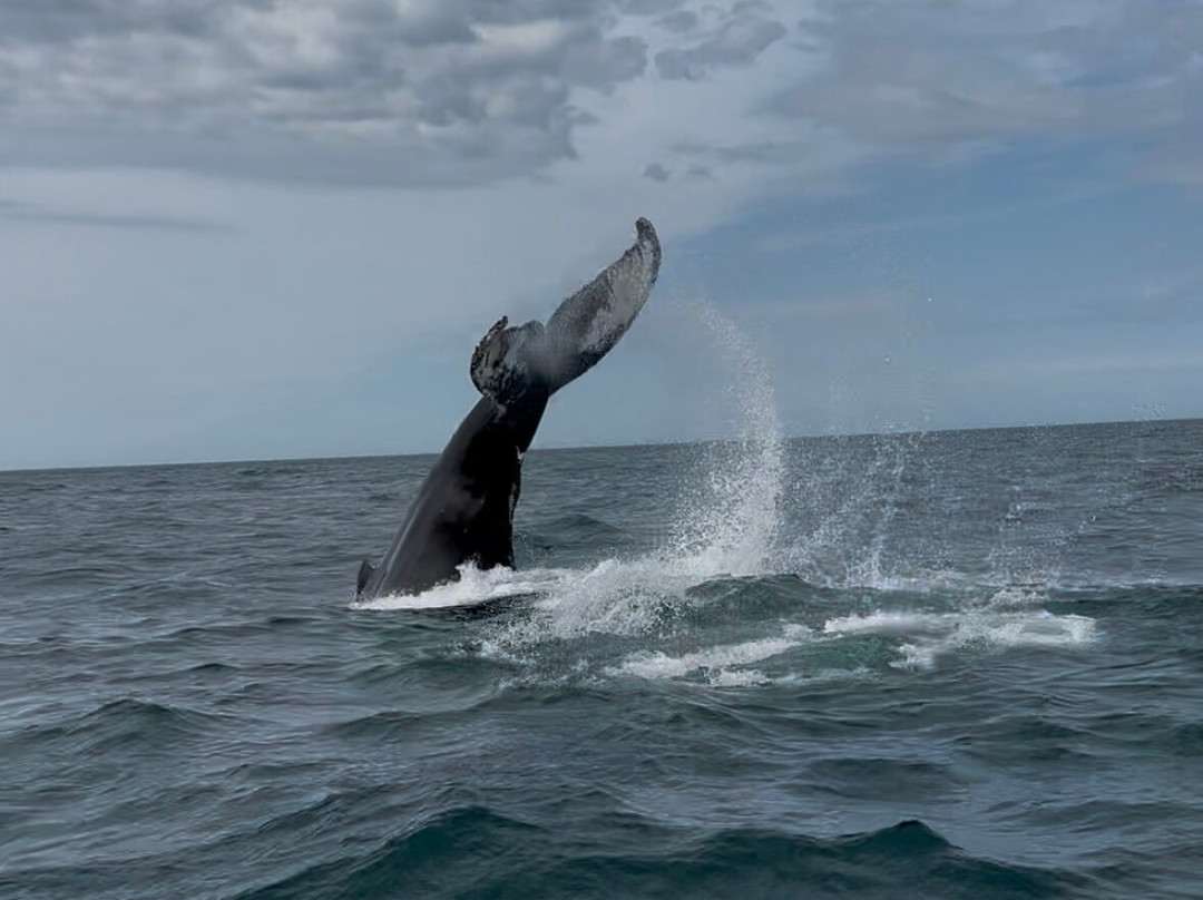 Freeport Whale & Seabird Tours-Freeport必去景点