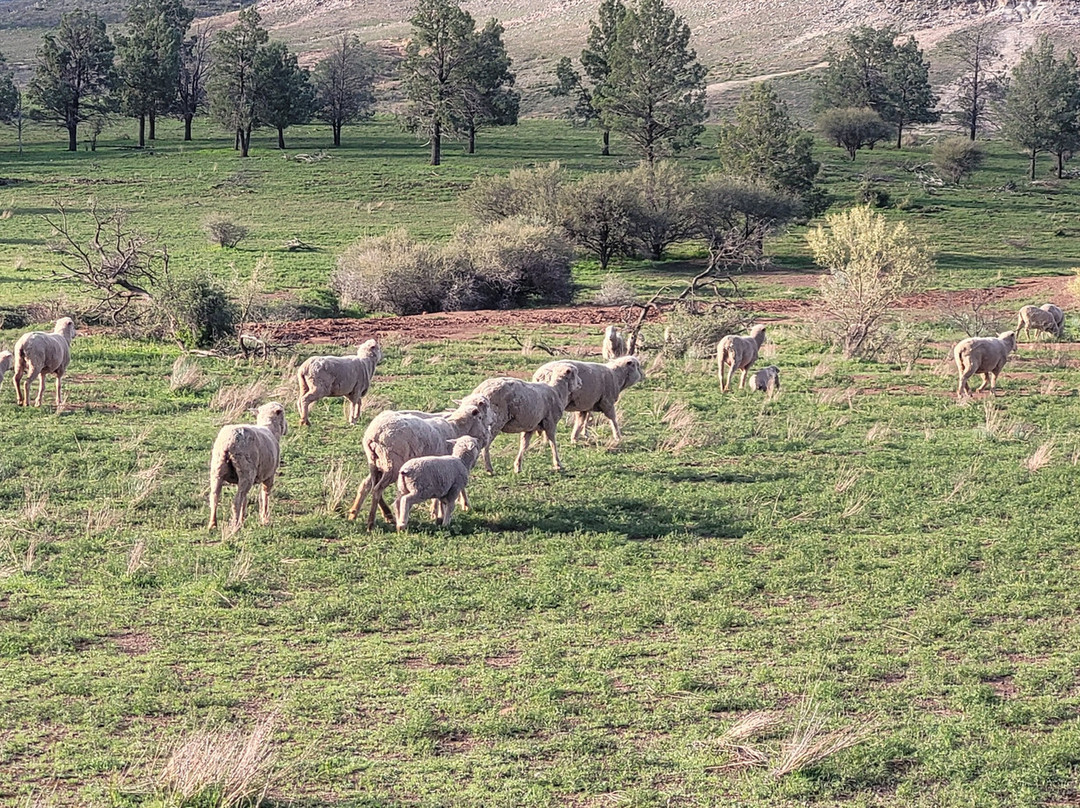 Rawnsley Park Station Eco Villas主图