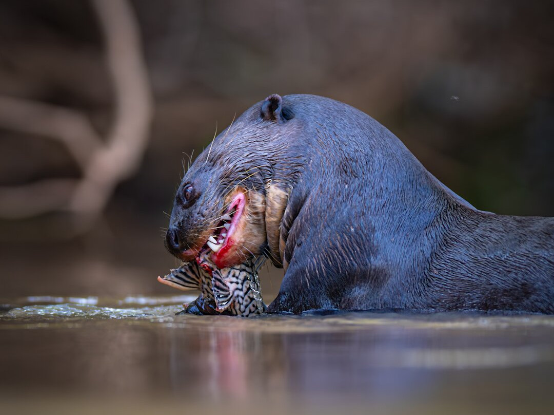 Olsen Photo Tours - Wildlife Experiences-Porto Jofre必去景点