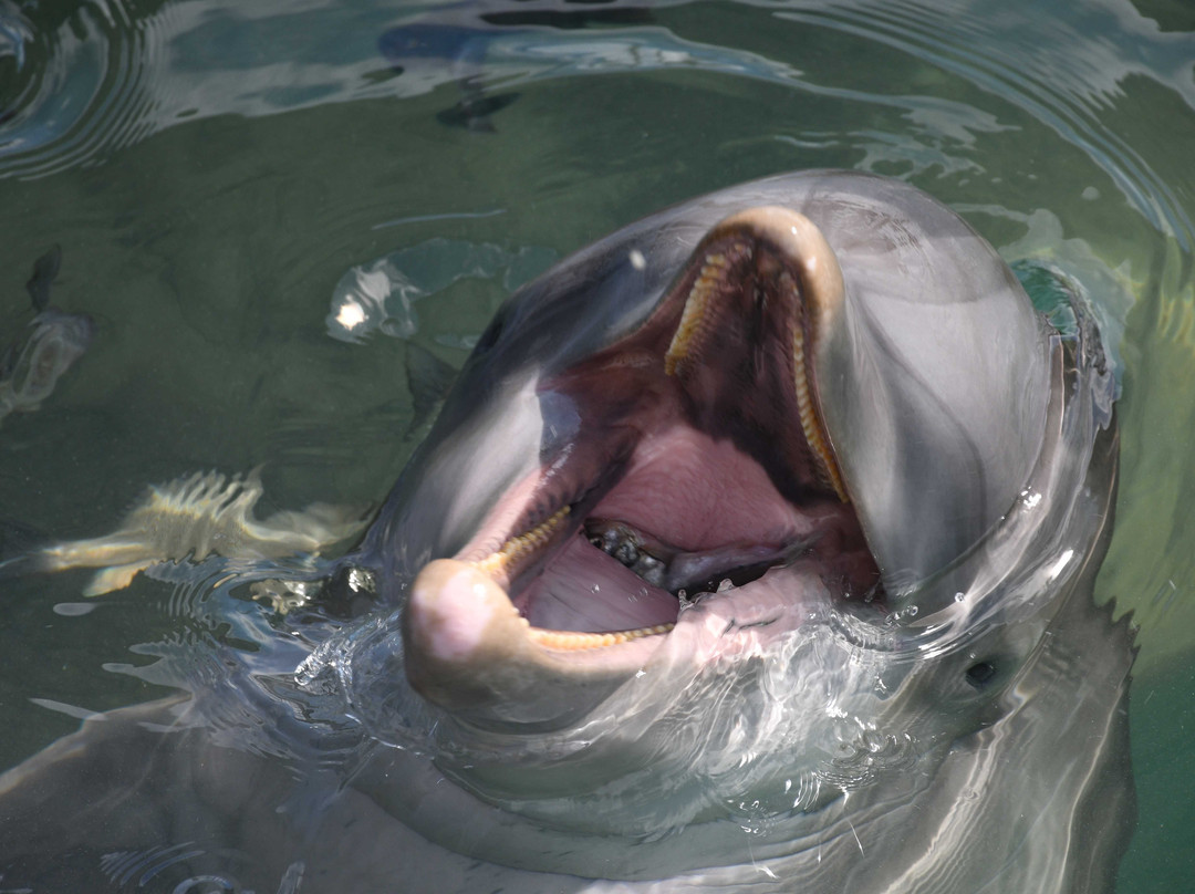 Dolphin Connection-Duck Key必去景点