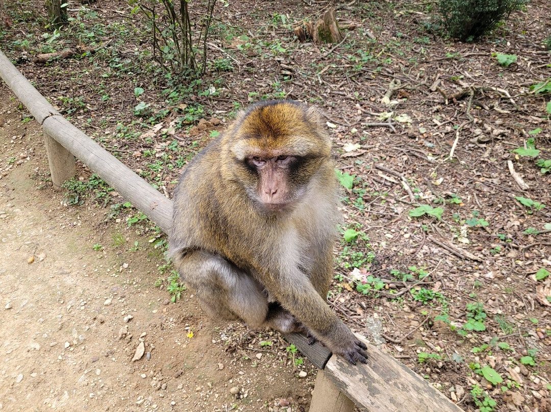 La Vallée des Singes-Romagne必去景点