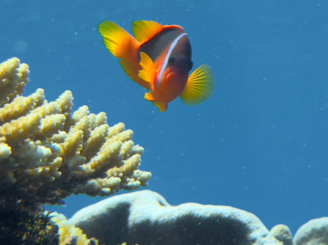 Magenta Oceans-Uoleva Island必去景点