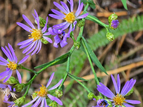 Helen Hunt Falls-科罗拉多斯普林斯必去景点