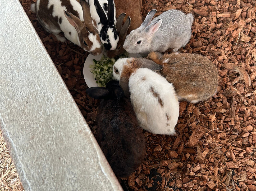 Capybara World Samui