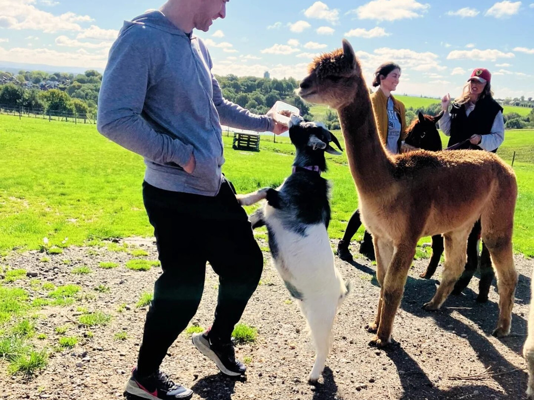 Meadowcroft Farm Alpacas-Bury必去景点