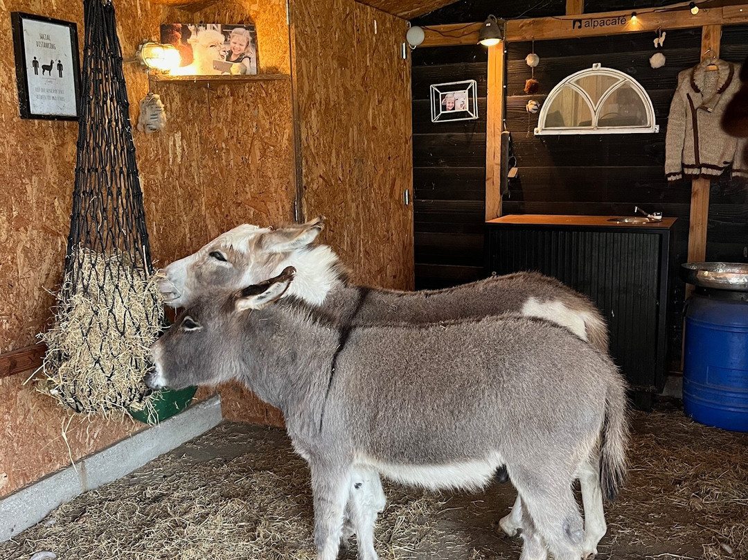 AlpaCasa-Nieuwerkerk aan den Ijssel必去景点