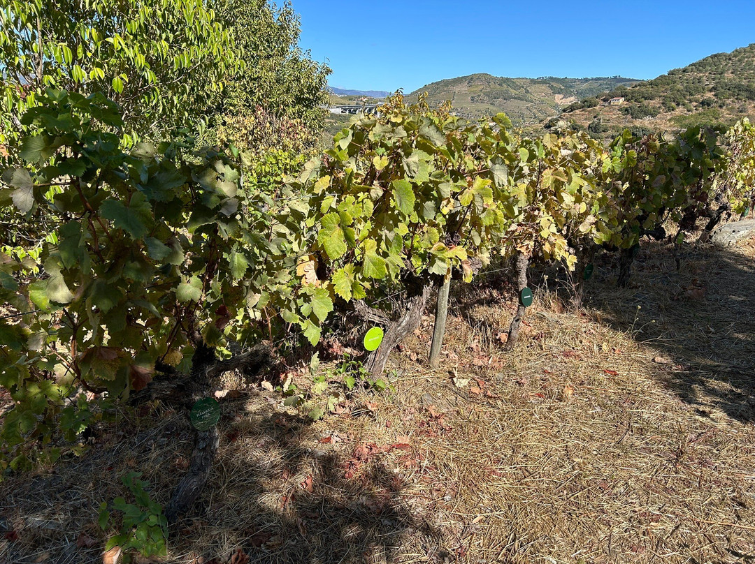 Gueda Wines-佩苏达雷瓜必去景点