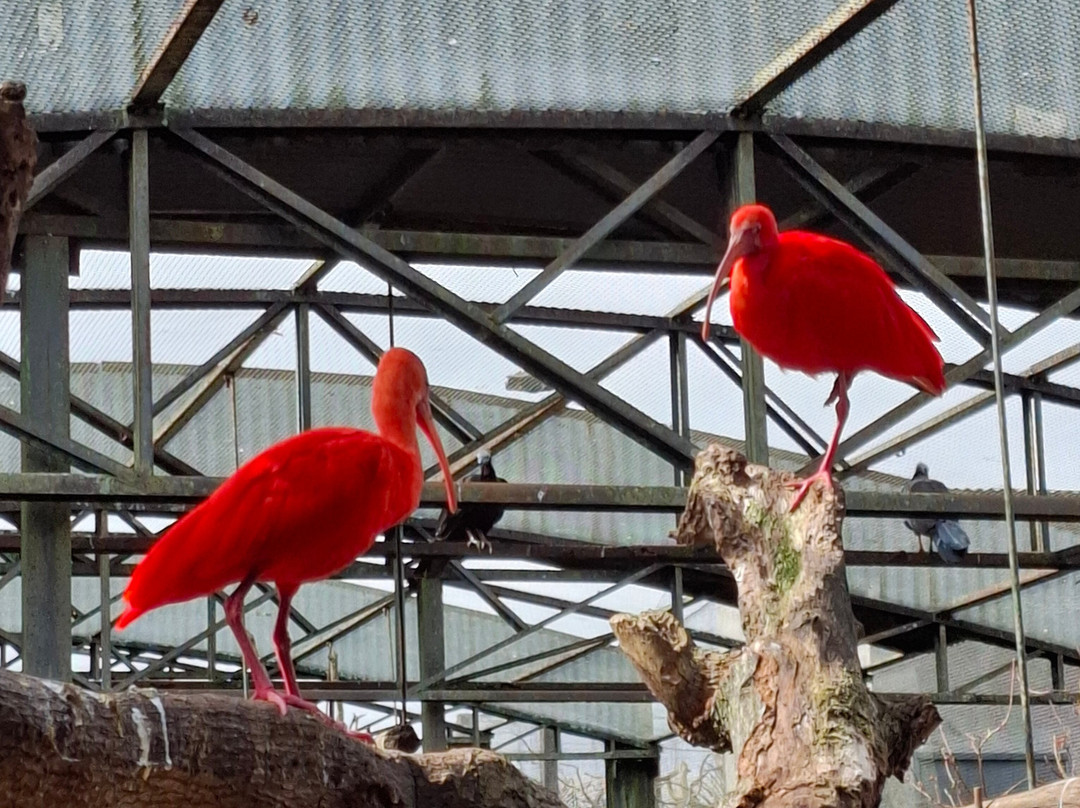 Zoo Das Aves-Pocos de Caldas必去景点