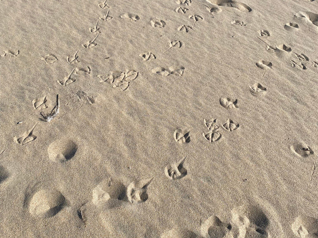 Matosinhos Beach-马托西纽什必去景点