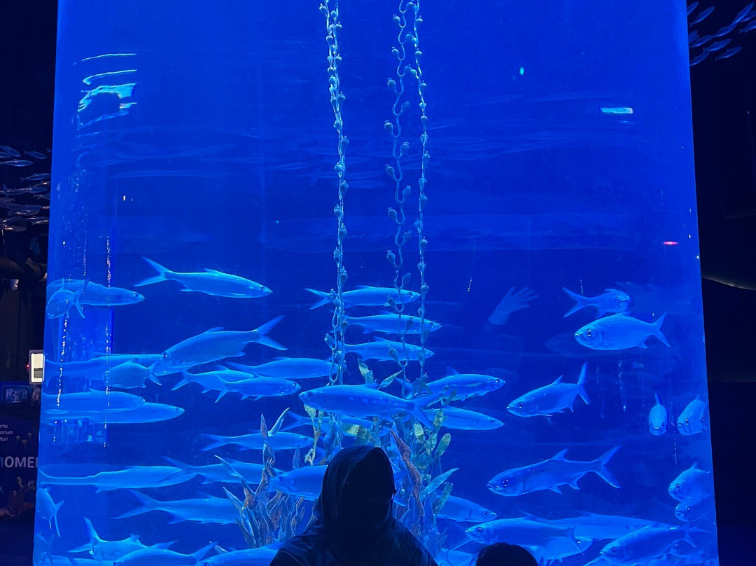 Jakarta Aquarium & Safari-雅加达必去景点