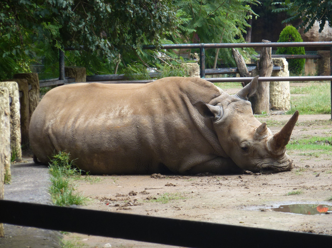 Parque Zoológico Benito Juárez-莫雷利亚必去景点