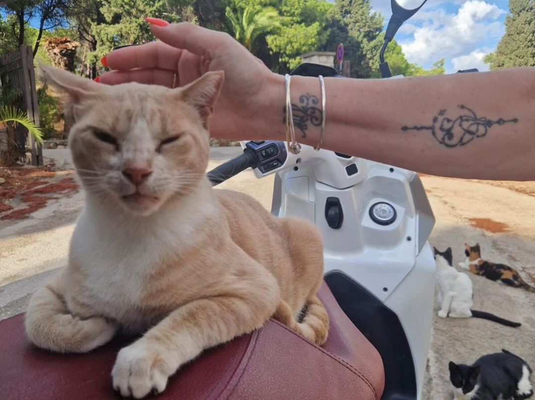 Kallithea Cats-Kallithea必去景点