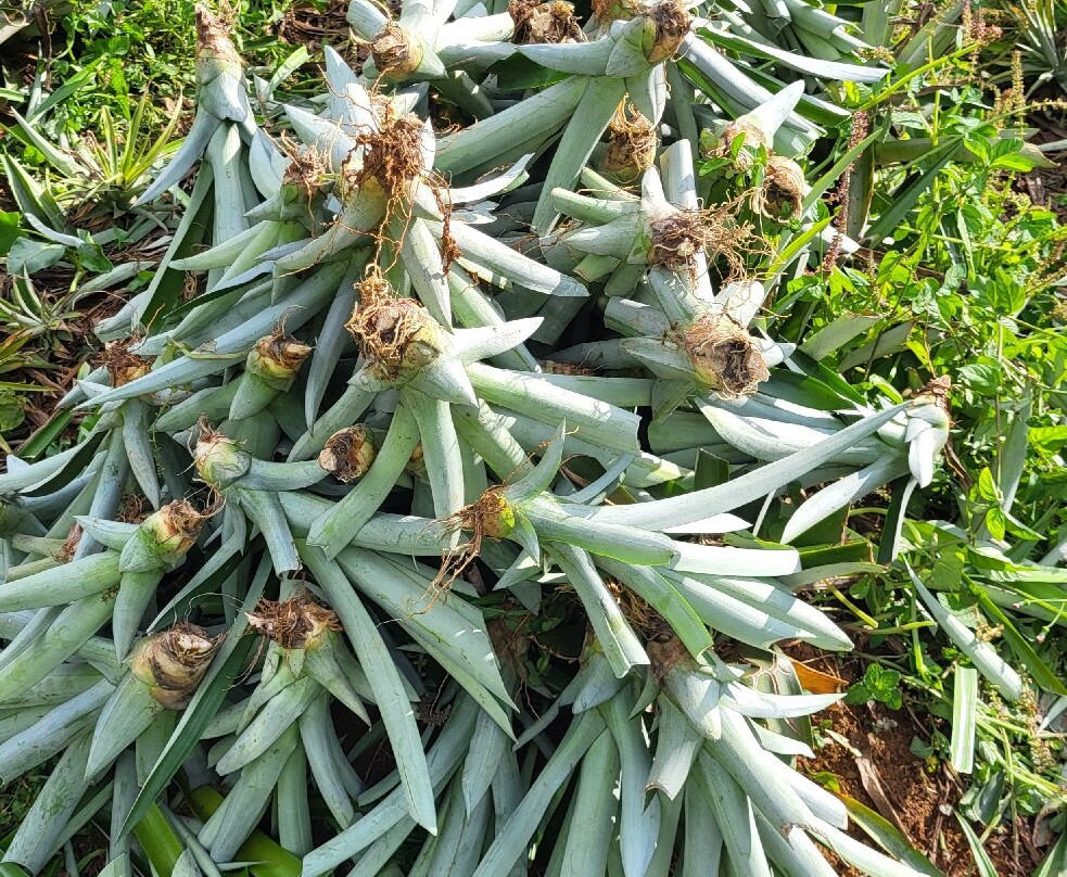 Finca Sura-Puerto Viejo de Sarapiqui必去景点