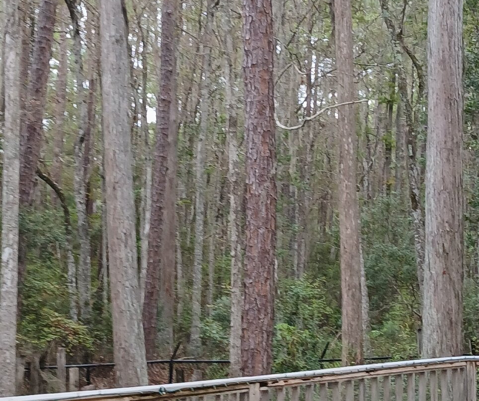 Okefenokee Swamp Park-Waycross必去景点