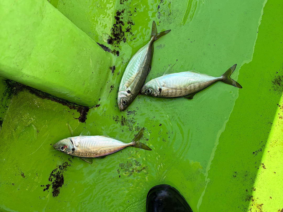 ATSUKU Japan Fishing Experience Host-Enoshima必去景点