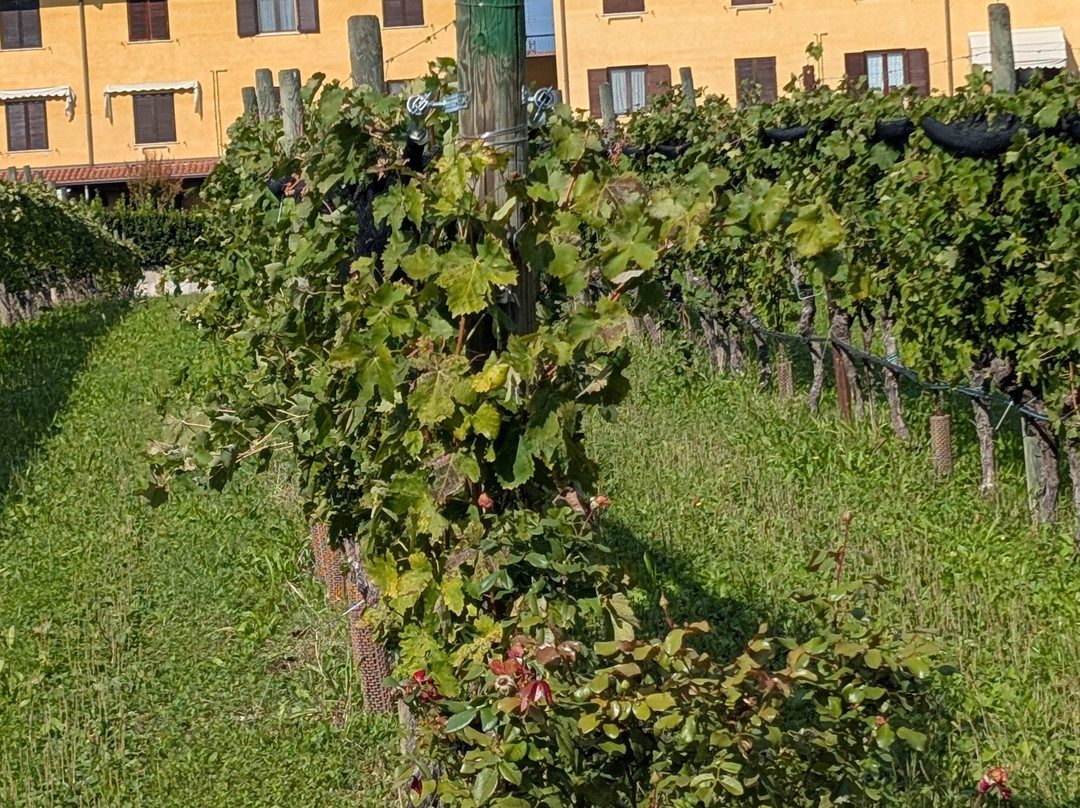 Cascina Maddalena-锡尔苗内必去景点
