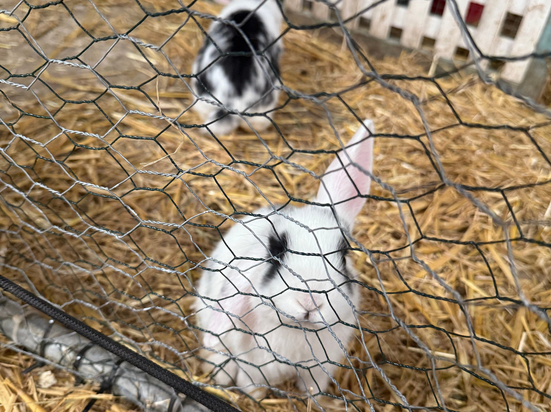 Woodlands Alpaca Farm-沃灵顿必去景点