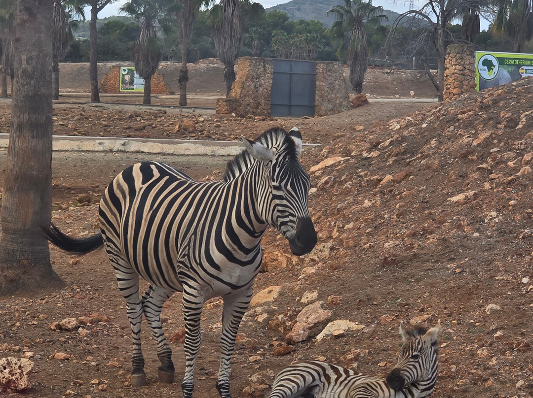 Safari Zoo Mallorca-萨可马必去景点