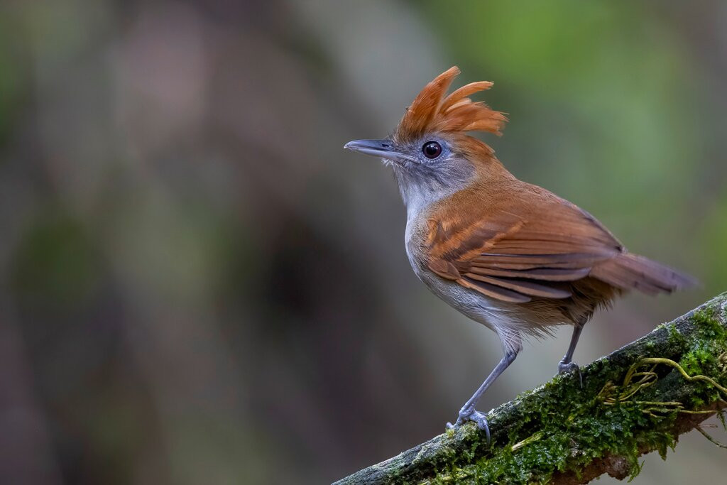 South Birding Peru-Tambopata National Reserve必去景点