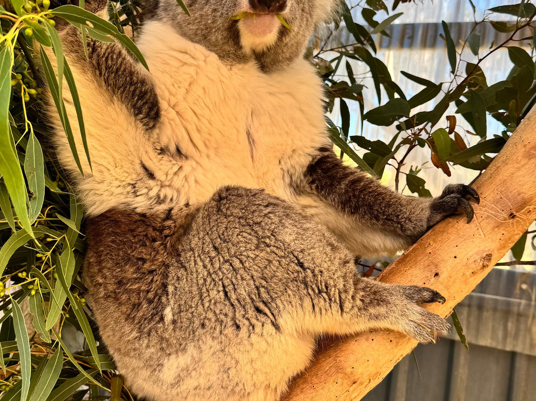 Urimbirra Wildlife Park-维克多港必去景点