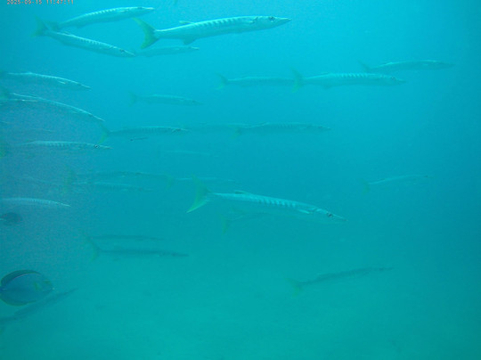 Blue-Fin Diving-马林地必去景点