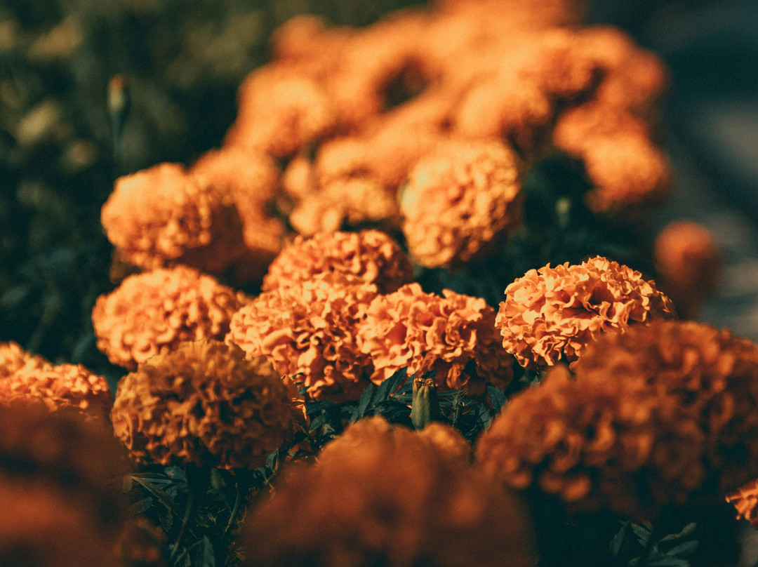 Mexique Découverte-坎昆必去景点