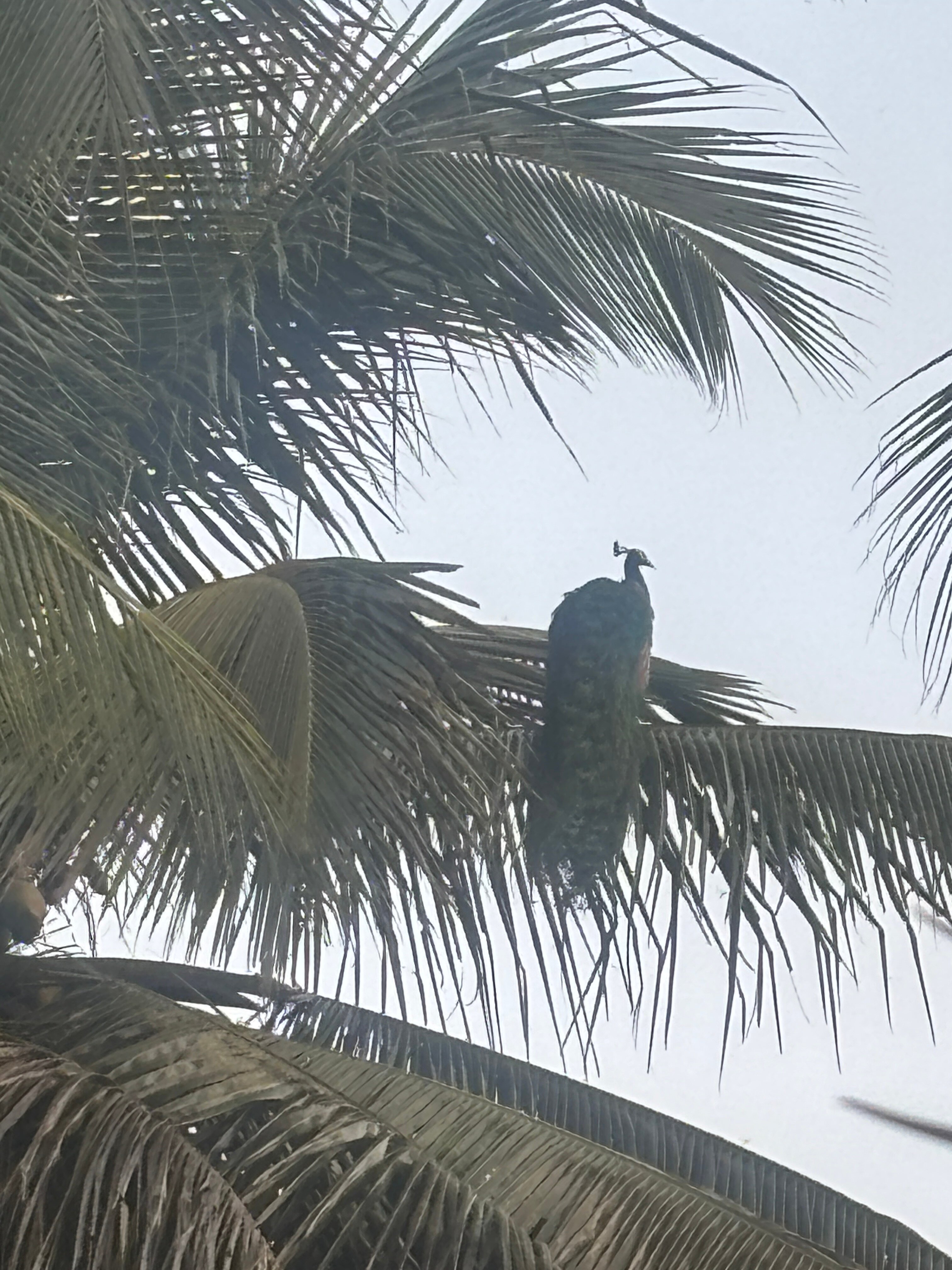 The Serai Kabini-酒店景观