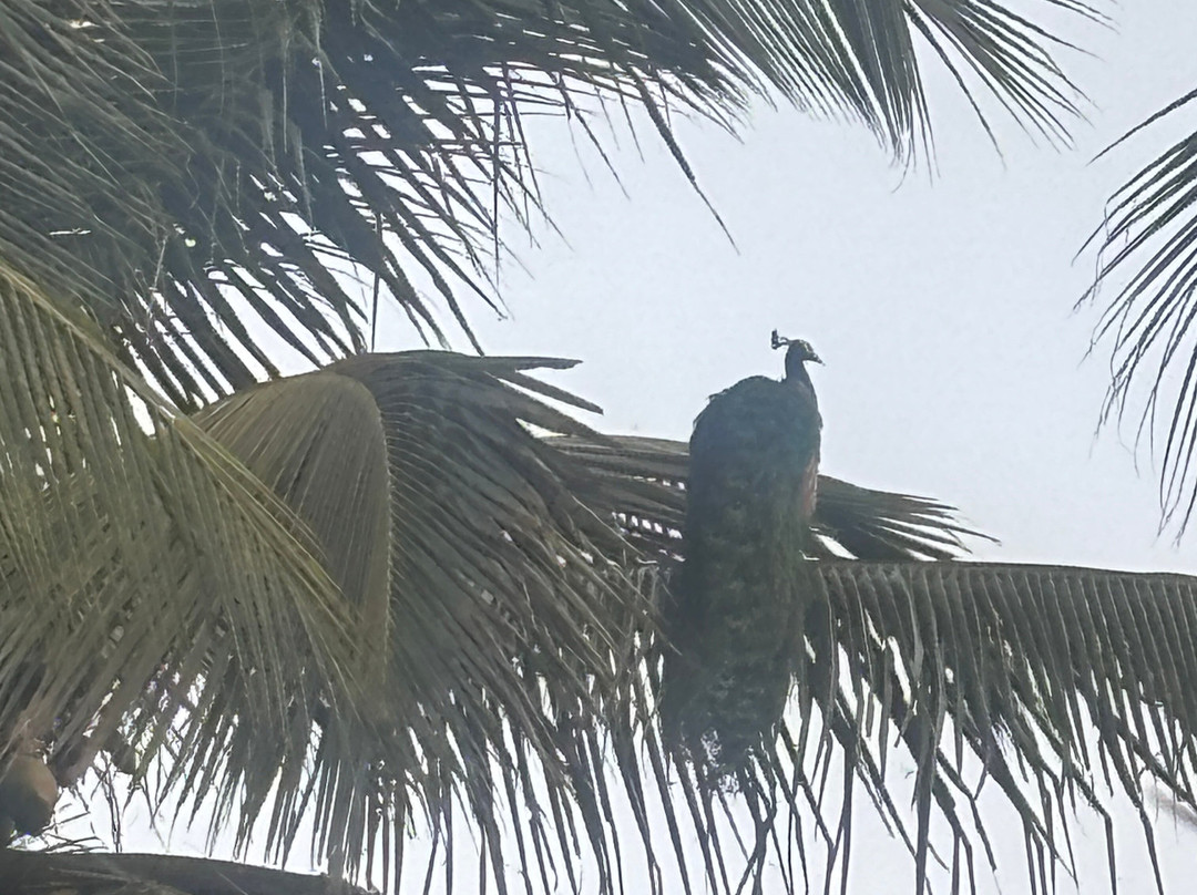 The Serai Kabini主图