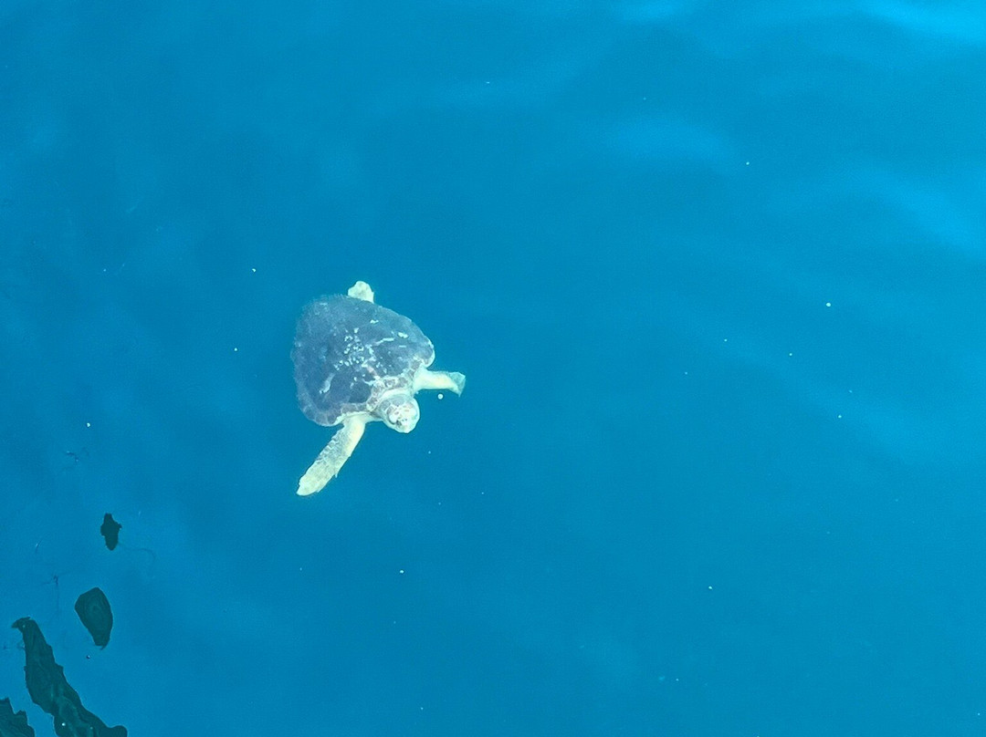 Gulf Shores State Park-橙色海湾必去景点