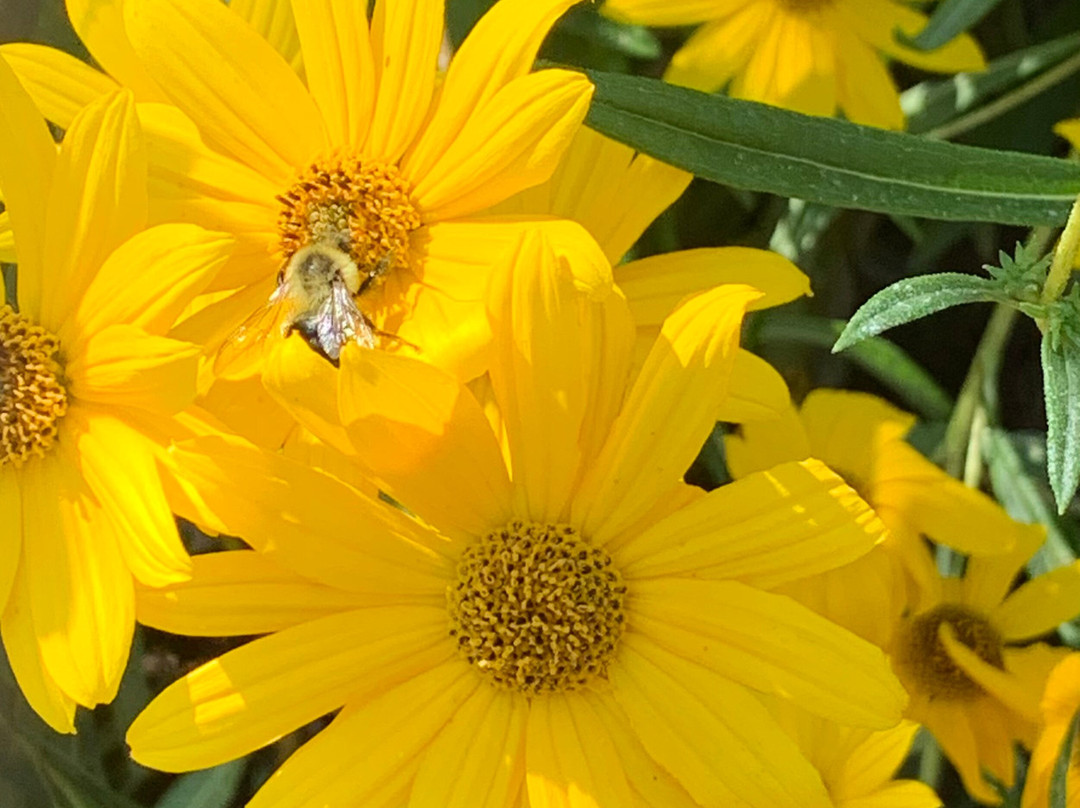 Whimsical Botanical Gardens-Flovilla必去景点