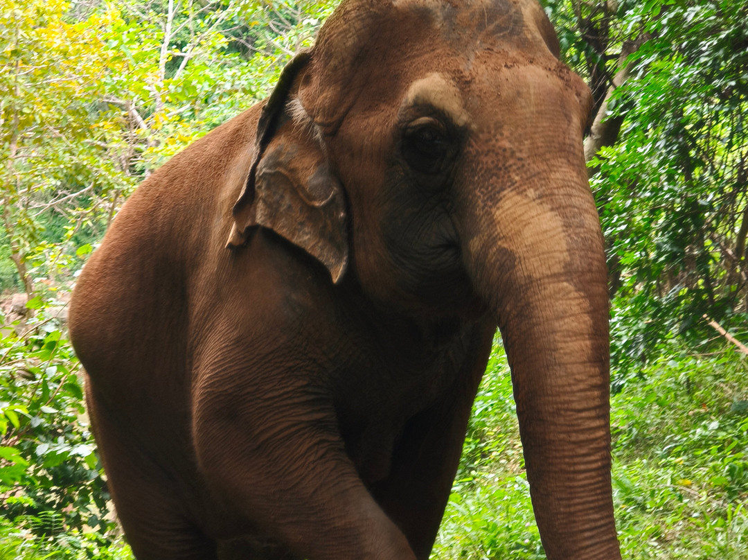 Elephant Haven-柿约必去景点