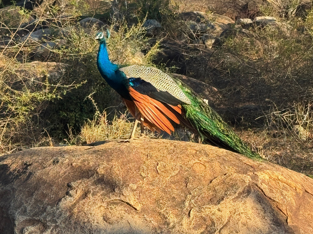 Yala Kings Safari-蒂瑟默哈拉默必去景点