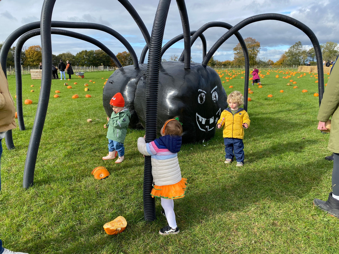 Droxford Pumpkin Patch