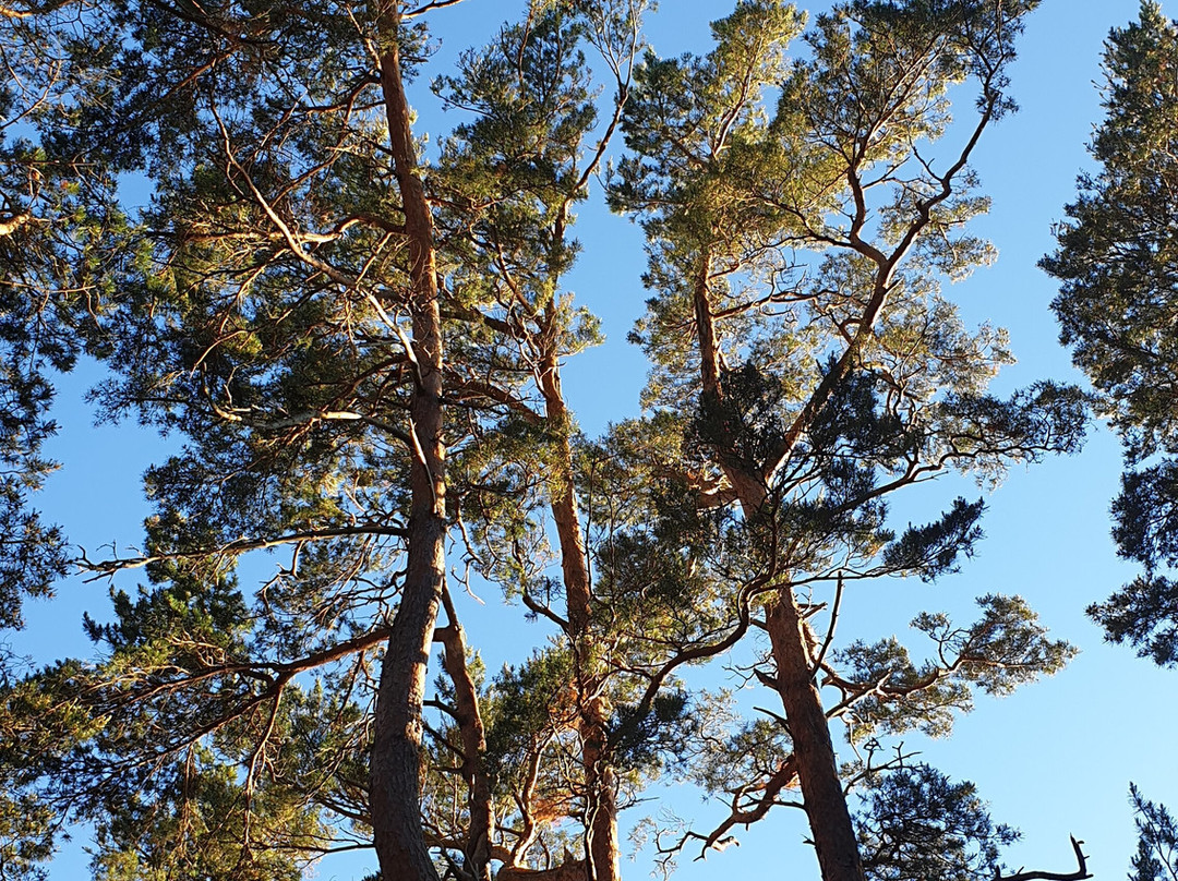 Birute Park-帕兰加必去景点