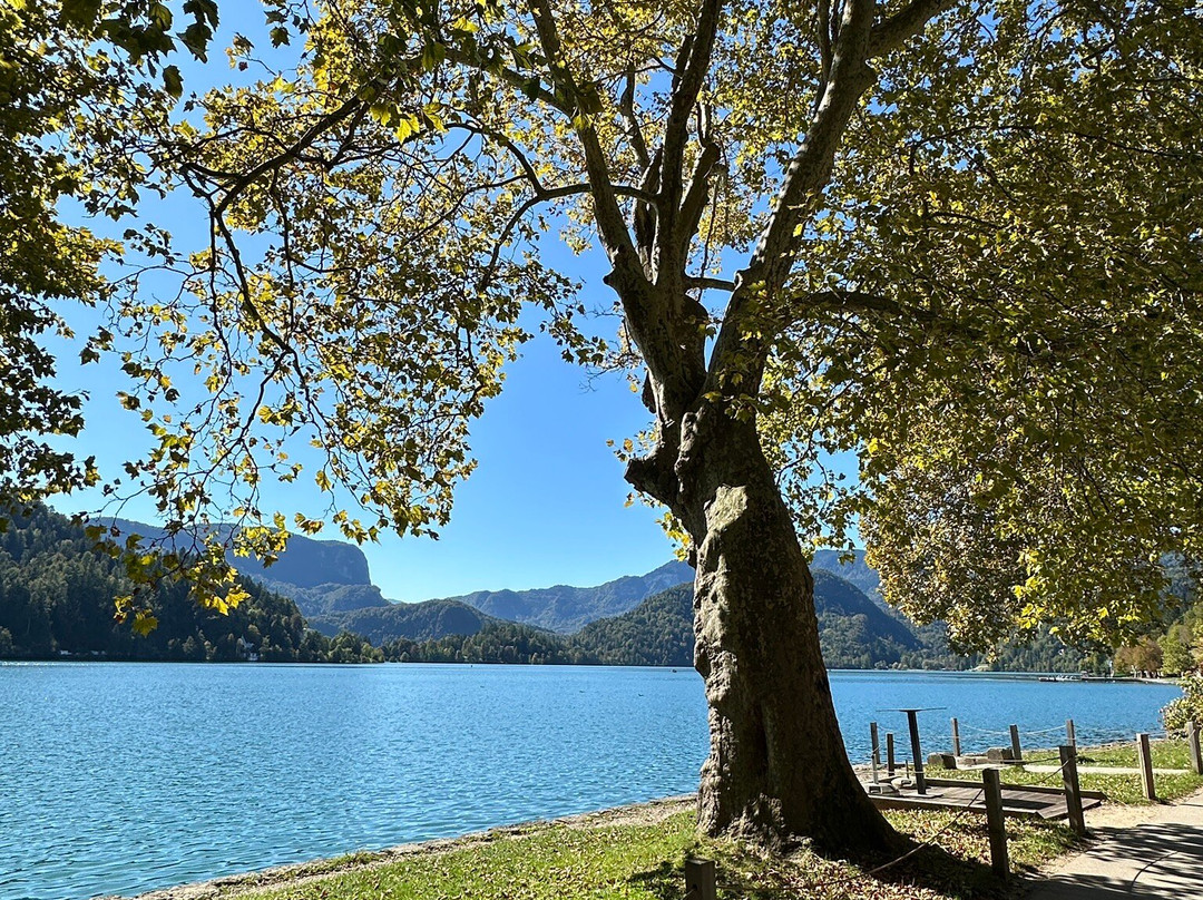 Zdraviliški Park (Spa Park)-布莱德必去景点