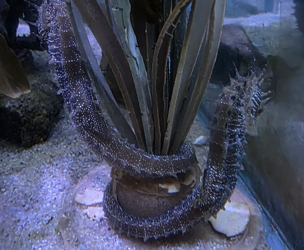 Anglesey Sea Zoo Sw Mor Mon-Brynsiencyn必去景点