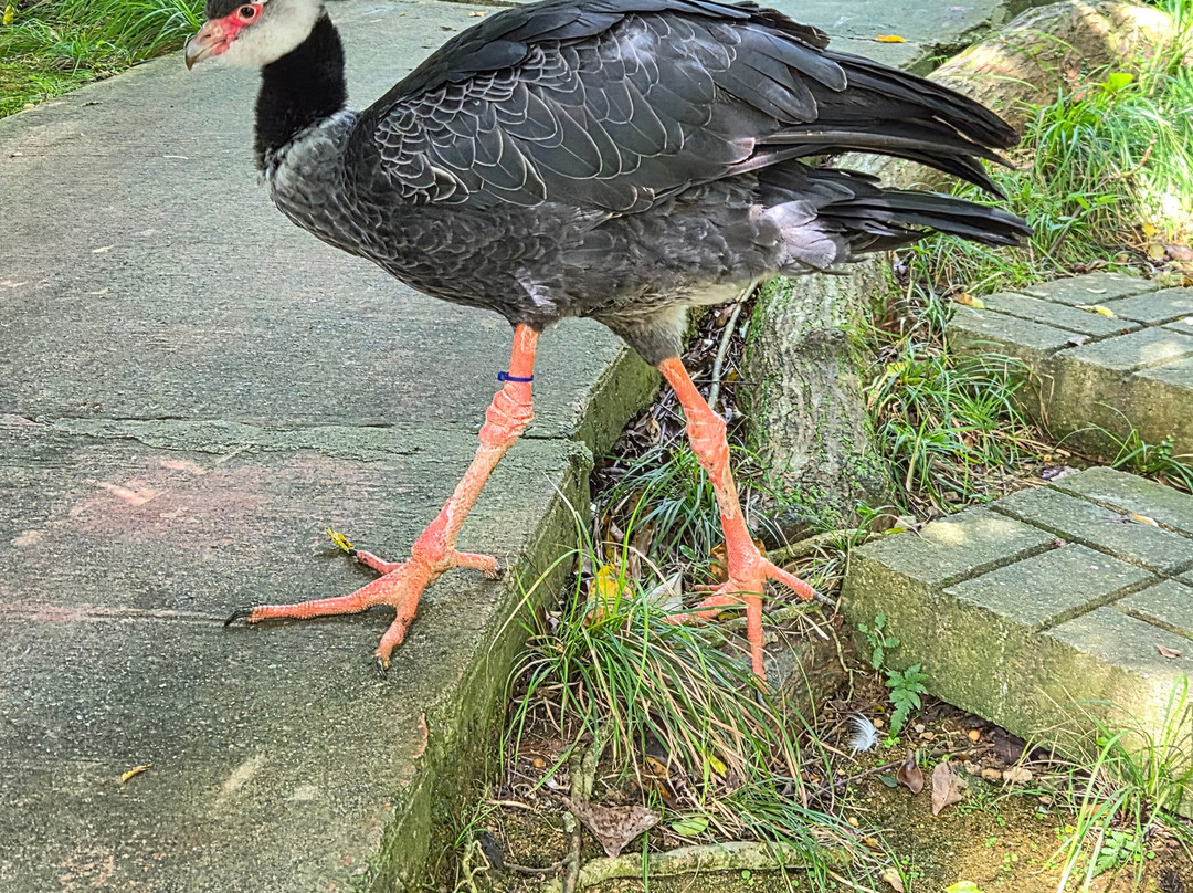 名护Neo自然动植物公园-名护市必去景点