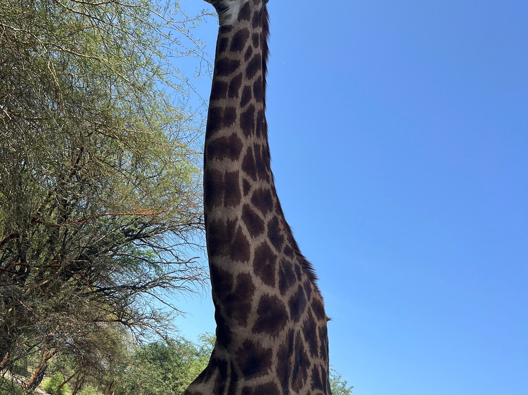 Riu Baobab Trip Travel-Nianing必去景点