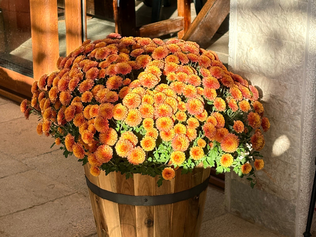 Pansion Vongola主图