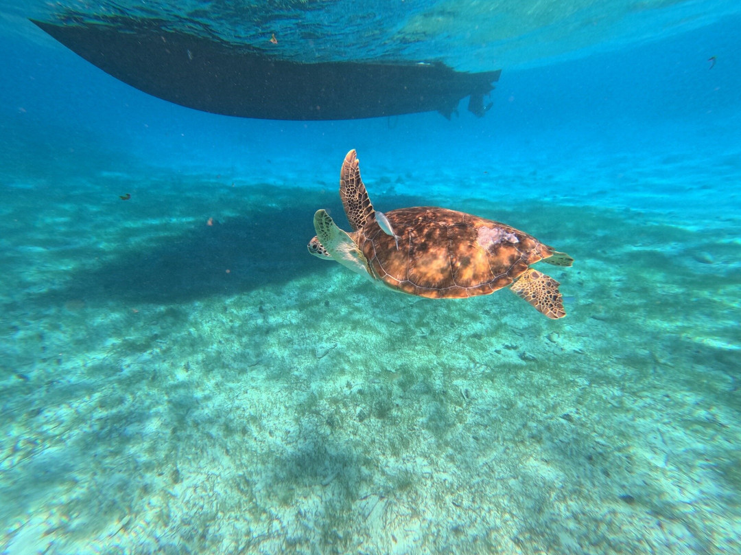 Silver Thatch Watersports-大开曼岛必去景点