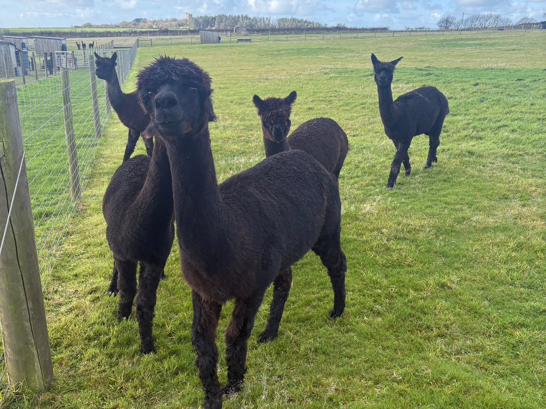 Sweet Home Alpaca-Roch必去景点