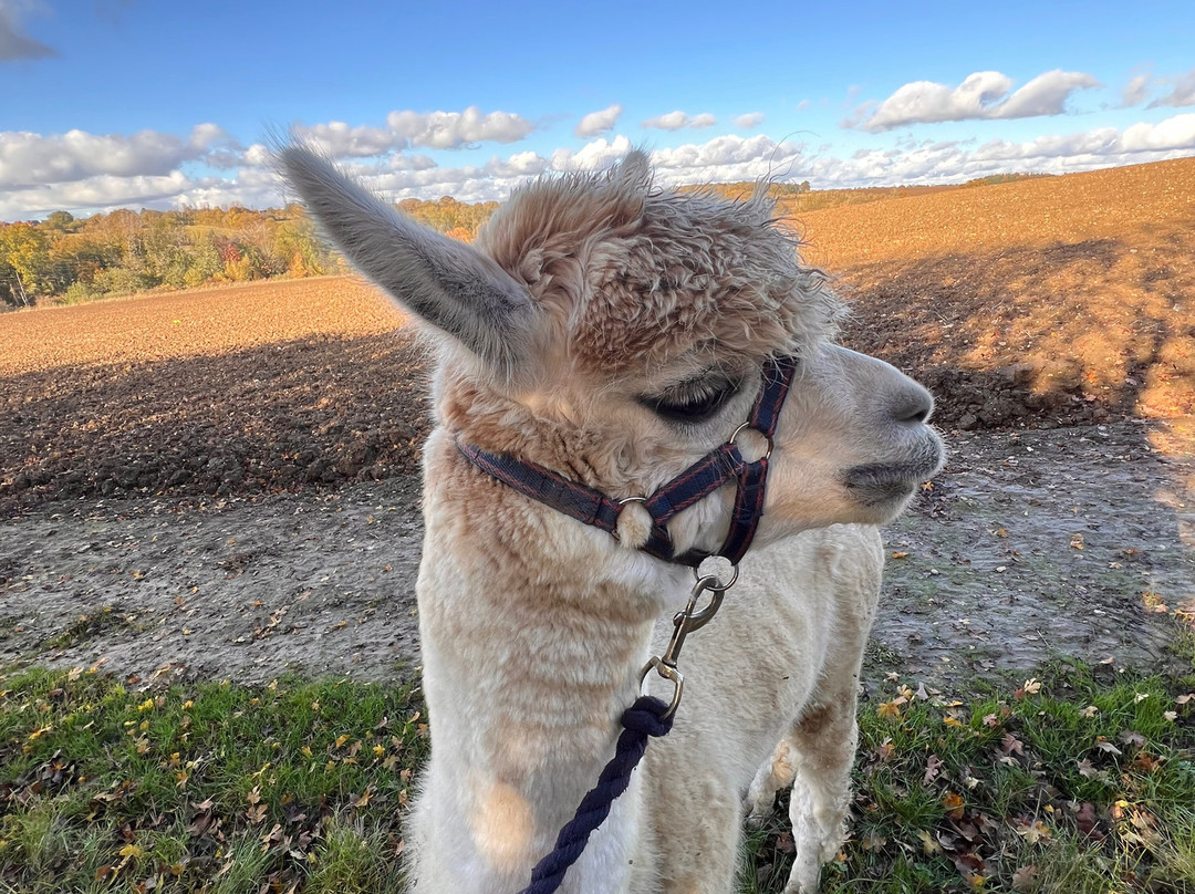 Hilly Ridge Alpacas-Wattisham必去景点