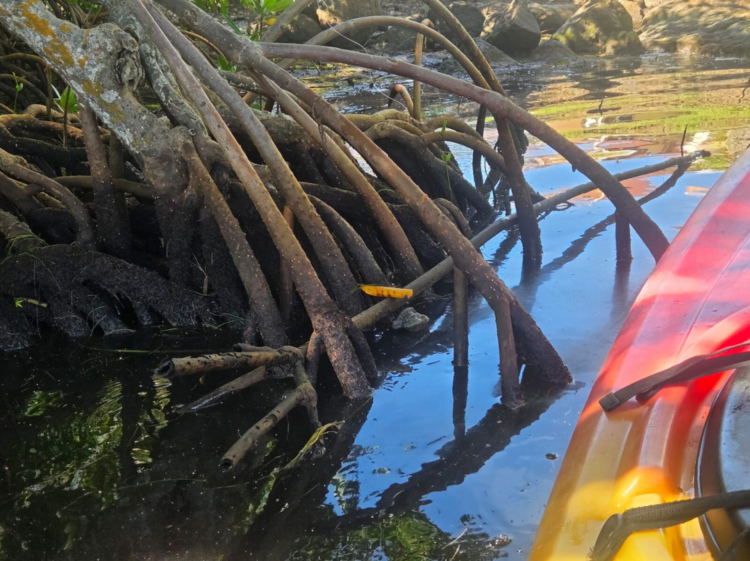 Kayak Mangrove Martinique-圣吕斯必去景点