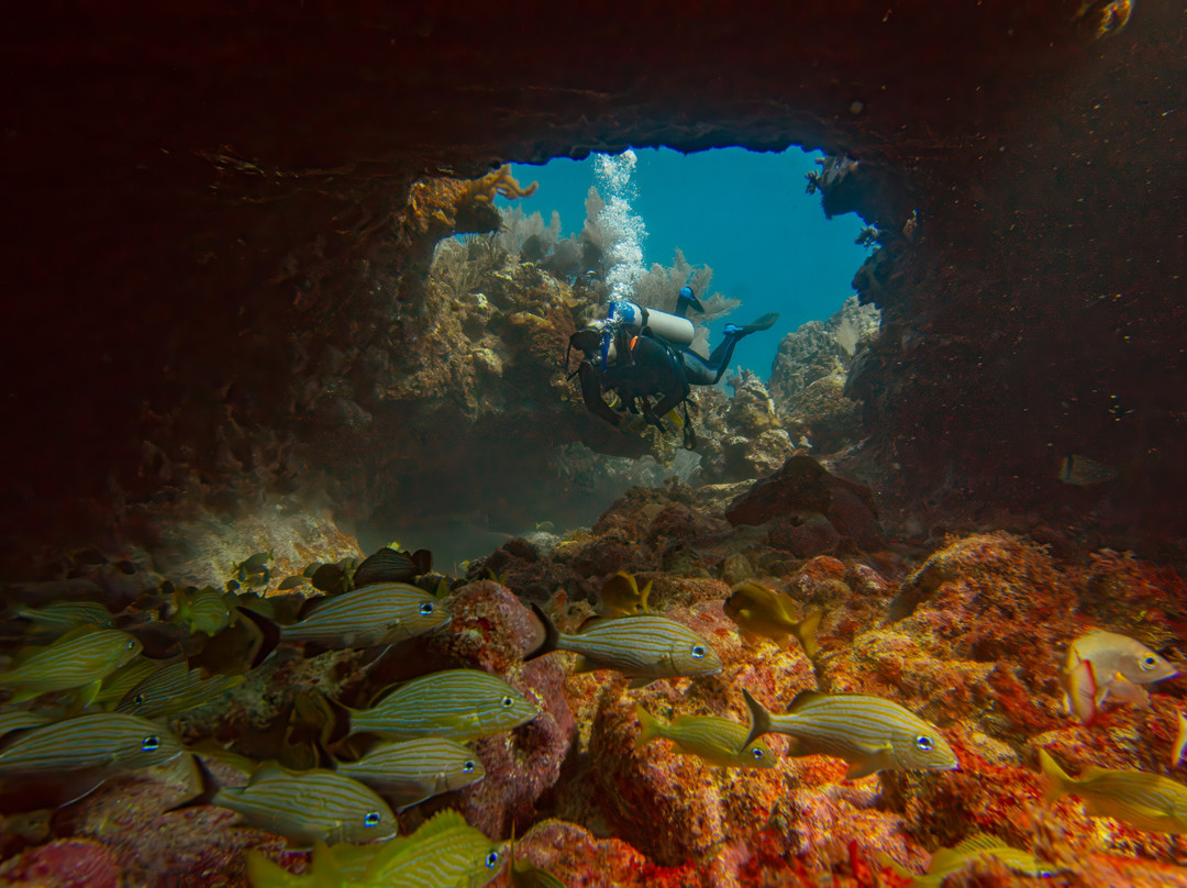 Dressel Divers Puerto Aventuras-阿范特拉斯港必去景点
