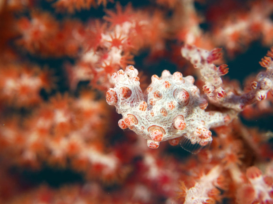 岗嘎岛度假村主图