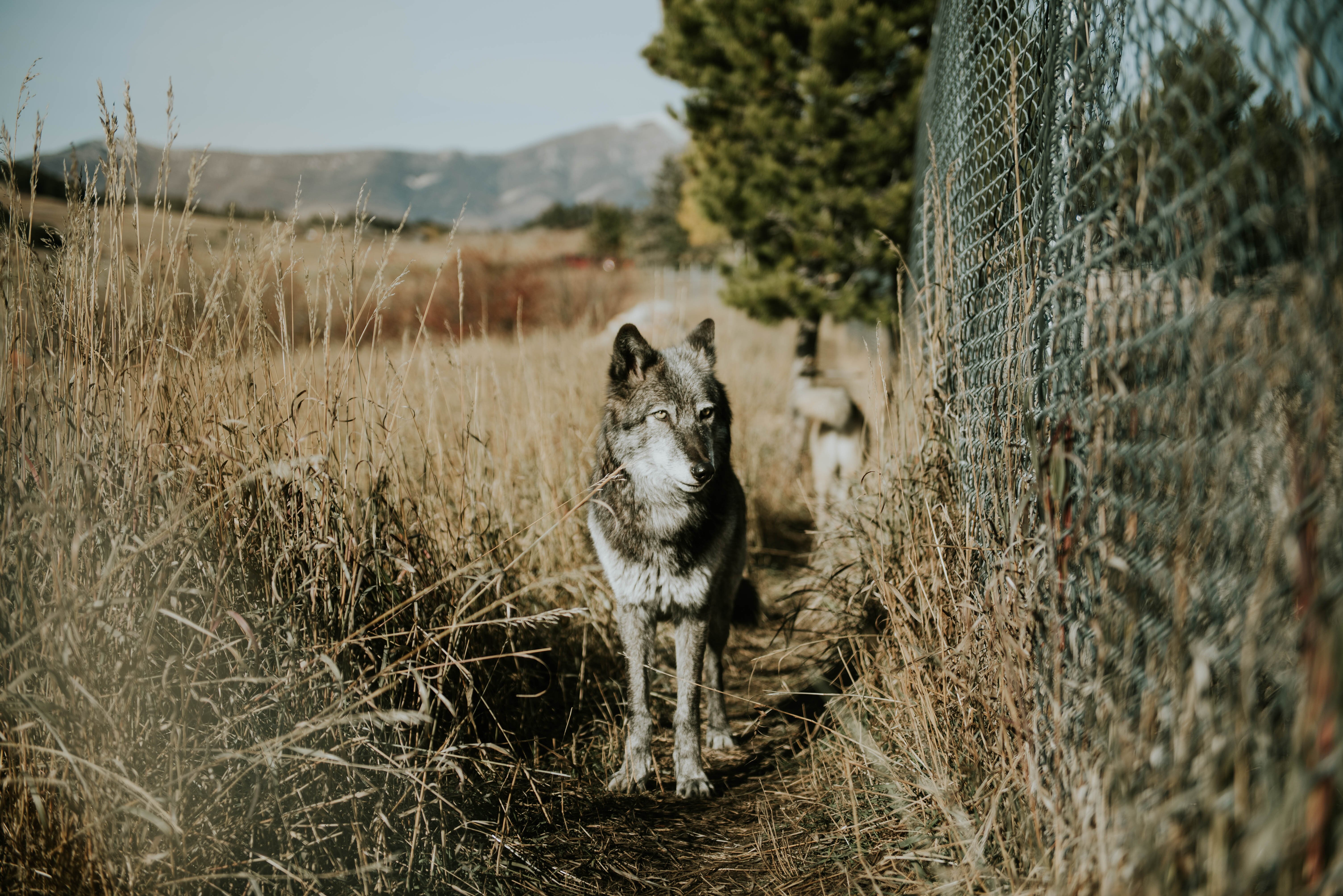 Howlers Inn Bed & Breakfast and Wolf Sanctuary-官方